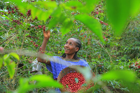 Single Origin - Ethiopia - Worka Sakaro