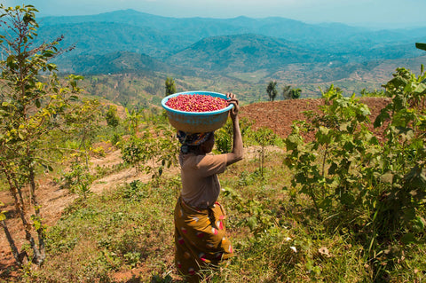 Single Origin - Rwanda - Ibisi Mountain